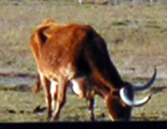 h_longhorn